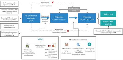 Association between gut microbiota and diabetic microvascular complications: a two-sample Mendelian randomization study